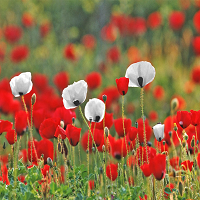 field of poppies for memorial day service